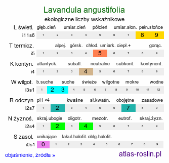 ekologiczne liczby wskaźnikowe Lavandula angustifolia (lawenda wąskolistna)