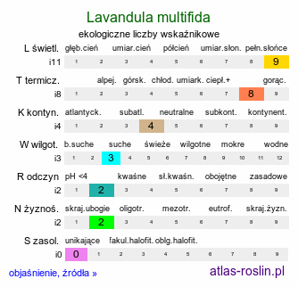 ekologiczne liczby wskaźnikowe Lavandula multifida