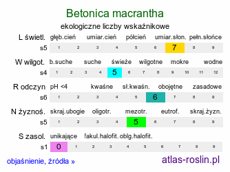 ekologiczne liczby wskaźnikowe Betonica macrantha (czyściec wielkokwiatowy)