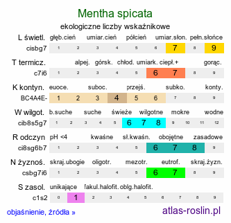 ekologiczne liczby wskaźnikowe Mentha spicata (mięta zielona)