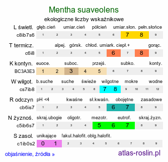 ekologiczne liczby wskaźnikowe Mentha suaveolens (mięta okrągłolistna)