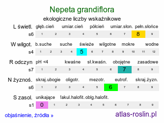 ekologiczne liczby wskaźnikowe Nepeta grandiflora (kocimiętka wielkokwiatowa)