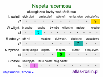 ekologiczne liczby wskaźnikowe Nepeta racemosa (kocimiętka groniasta)