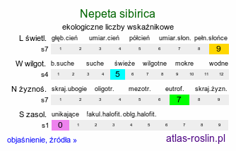 ekologiczne liczby wskaźnikowe Nepeta sibirica (kocimiętka syberyjska)