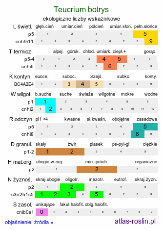 ekologiczne liczby wskaźnikowe Teucrium botrys (ożanka pierzastosieczna)