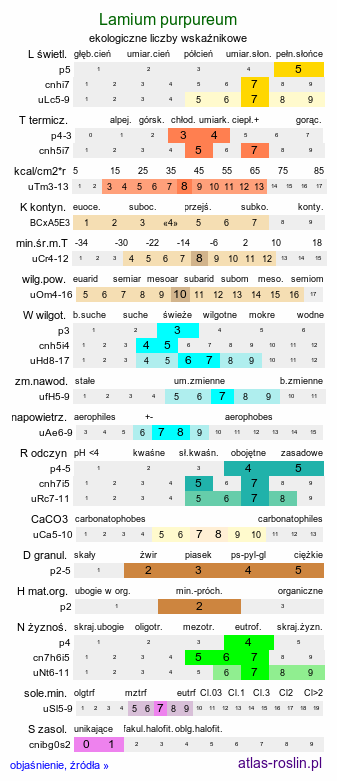 ekologiczne liczby wskaźnikowe Lamium purpureum (jasnota purpurowa)