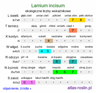 ekologiczne liczby wskaźnikowe Lamium incisum (jasnota mieszańcowa)