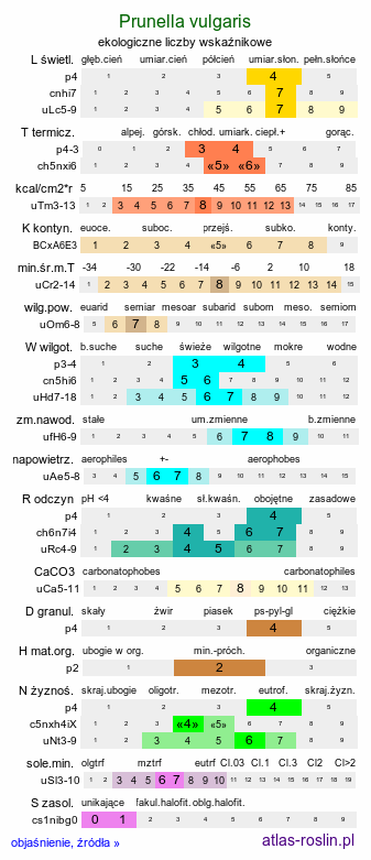 ekologiczne liczby wskaźnikowe Prunella vulgaris (głowienka pospolita)
