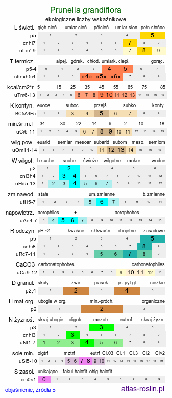 ekologiczne liczby wskaźnikowe Prunella grandiflora (głowienka wielkokwiatowa)