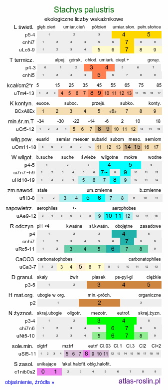 ekologiczne liczby wskaźnikowe Stachys palustris (czyściec błotny)