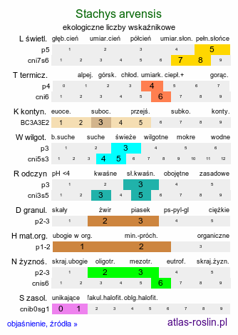 ekologiczne liczby wskaźnikowe Stachys arvensis (czyściec polny)