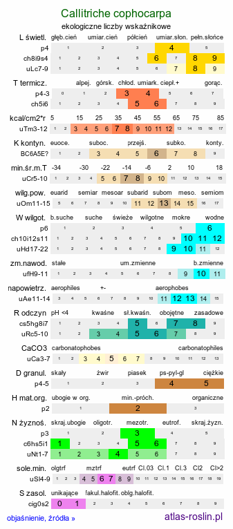 ekologiczne liczby wskaźnikowe Callitriche cophocarpa (rzęśl długoszyjkowa)