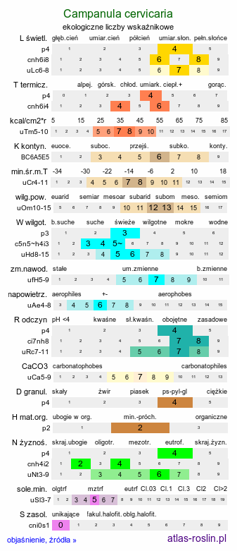 ekologiczne liczby wskaźnikowe Campanula cervicaria (dzwonek szczeciniasty)