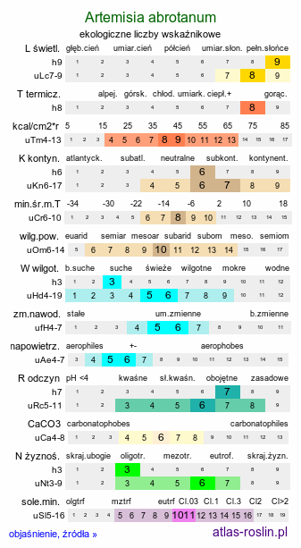 ekologiczne liczby wskaźnikowe Artemisia abrotanum (bylica Boże drzewko)