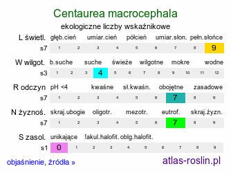 ekologiczne liczby wskaźnikowe Centaurea macrocephala (chaber wielkogłówkowy)