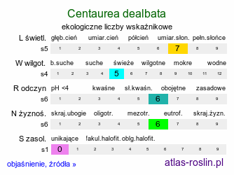 ekologiczne liczby wskaźnikowe Centaurea dealbata (chaber białawy)