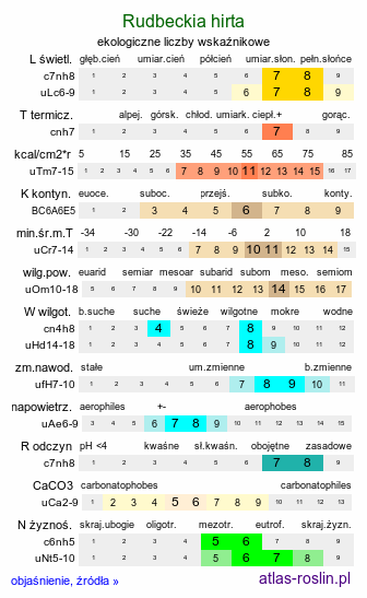 ekologiczne liczby wskaźnikowe Rudbeckia hirta (rudbekia owłosiona)