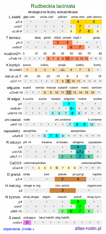 ekologiczne liczby wskaźnikowe Rudbeckia laciniata (rudbekia naga)