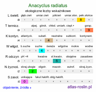 ekologiczne liczby wskaźnikowe Anacyclus radiatus (bertram promienisty)