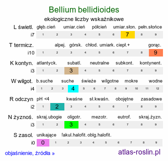 ekologiczne liczby wskaźnikowe Bellium bellidioides