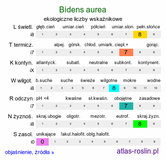 ekologiczne liczby wskaźnikowe Bidens aurea (uczep złocisty)