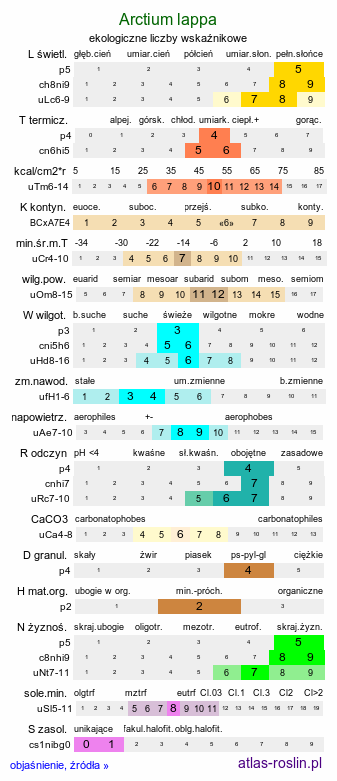 ekologiczne liczby wskaźnikowe Arctium lappa (łopian większy)