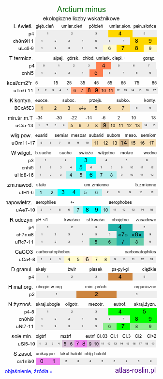 ekologiczne liczby wskaźnikowe Arctium minus (łopian mniejszy)