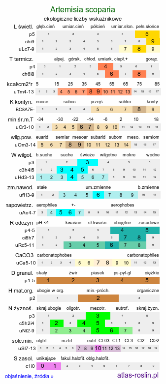 ekologiczne liczby wskaźnikowe Artemisia scoparia (bylica miotłowa)