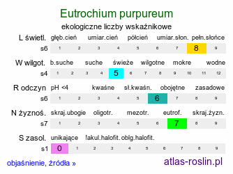 ekologiczne liczby wskaźnikowe Eutrochium purpureum (sadziec purpurowy)