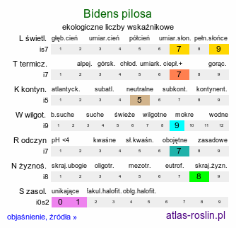 ekologiczne liczby wskaźnikowe Bidens pilosa (uczep owłosiony)