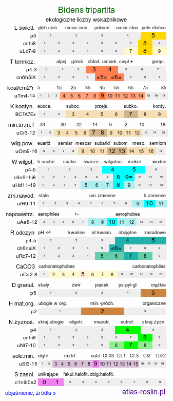 ekologiczne liczby wskaźnikowe Bidens tripartita (uczep trójlistkowy)