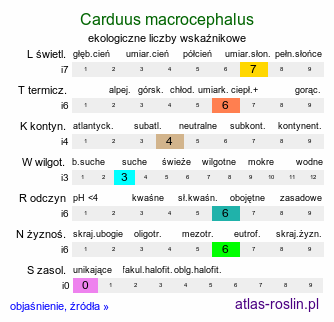 ekologiczne liczby wskaźnikowe Carduus macrocephalus (oset wielkogłówkowy)