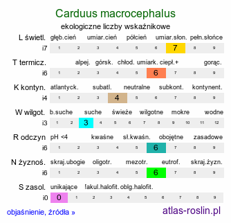 ekologiczne liczby wskaźnikowe Carduus macrocephalus (oset wielkogłówkowy)