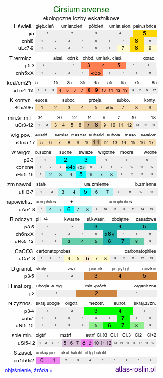 ekologiczne liczby wskaźnikowe Cirsium arvense (ostrożeń polny)