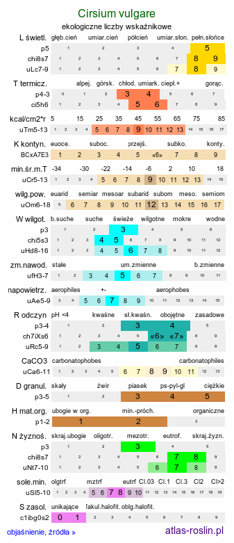 ekologiczne liczby wskaźnikowe Cirsium vulgare (ostrożeń lancetowaty)
