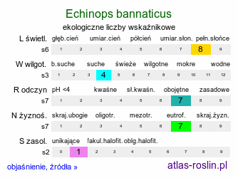 ekologiczne liczby wskaźnikowe Echinops bannaticus (przegorzan banacki)