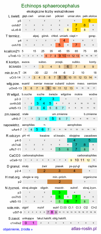 ekologiczne liczby wskaźnikowe Echinops sphaerocephalus (przegorzan kulisty)