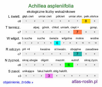 ekologiczne liczby wskaźnikowe Achillea aspleniifolia (krwawnik zachyłkolistny)