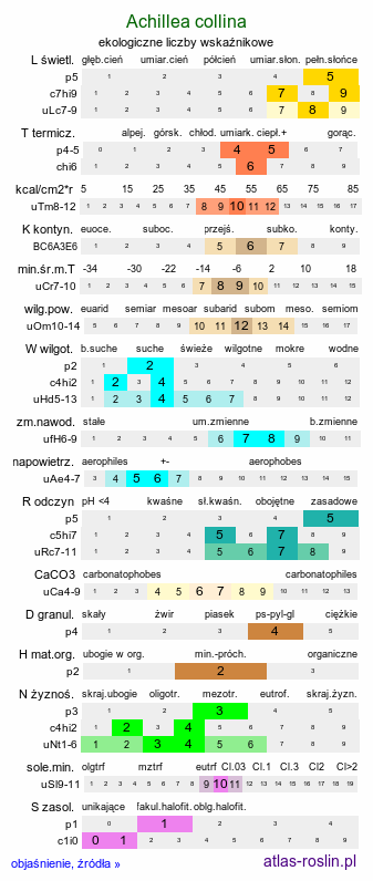 ekologiczne liczby wskaźnikowe Achillea collina (krwawnik pagórkowy)