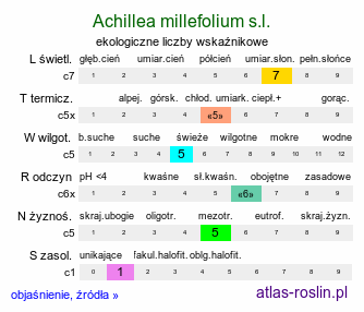 ekologiczne liczby wskaźnikowe Achillea millefolium s.l. (krwawnik pospolity s.l.)