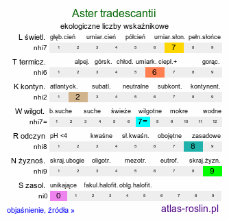 ekologiczne liczby wskaźnikowe Aster tradescantii (aster drobnokwiatowy)