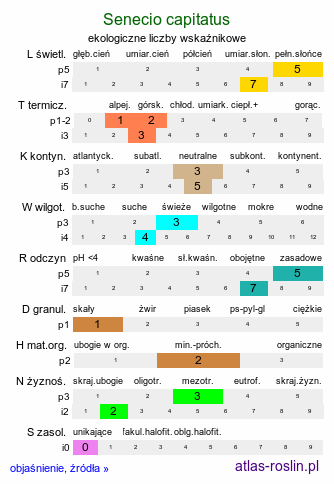 ekologiczne liczby wskaźnikowe Senecio capitatus (starzec główkowaty)