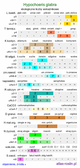 ekologiczne liczby wskaźnikowe Hypochoeris glabra (prosienicznik gładki)