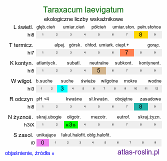 ekologiczne liczby wskaźnikowe Taraxacum laevigatum (mniszek drobny)