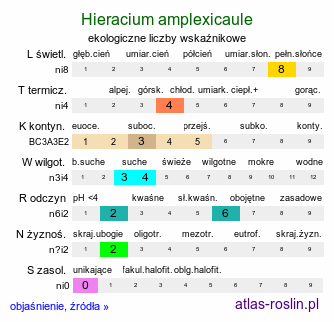 ekologiczne liczby wskaźnikowe Hieracium amplexicaule (jastrzębiec lepki)