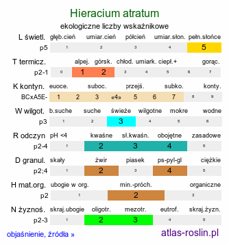 ekologiczne liczby wskaźnikowe Hieracium atratum (jastrzębiec żałobny)