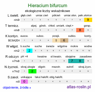 ekologiczne liczby wskaźnikowe Hieracium bifurcum (jastrzębiec rozwidlony)