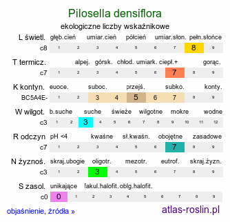 ekologiczne liczby wskaźnikowe Pilosella densiflora (kosmaczek gęstokoszyczkowy)