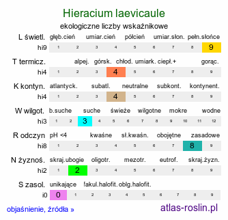 ekologiczne liczby wskaźnikowe Hieracium laevicaule (jastrzębiec równołodygowy)