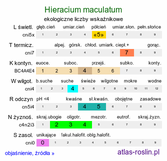 ekologiczne liczby wskaźnikowe Hieracium maculatum (jastrzębiec plamisty)